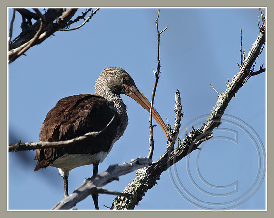 Immature White Ibis