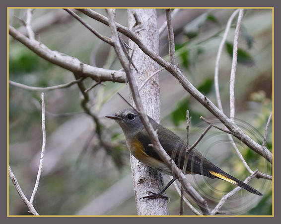 American Redstart female