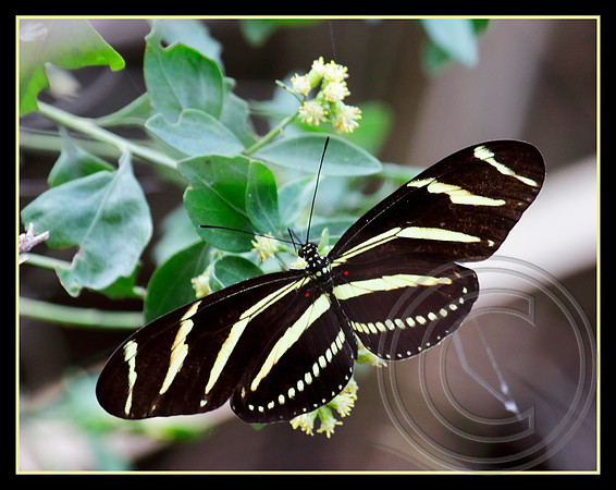 Zebra Longwing