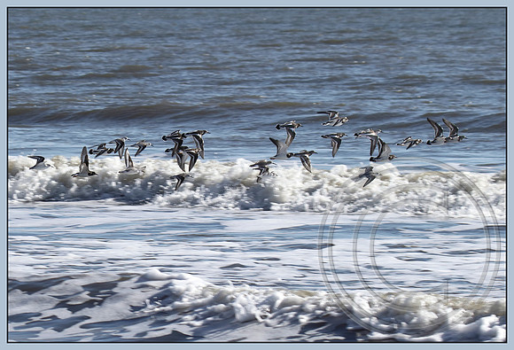 Sanderlings above the waves