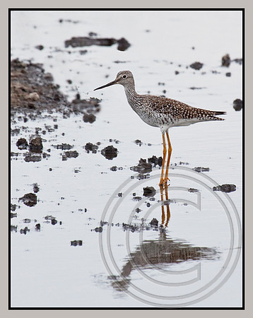 Greater Yellowlegs