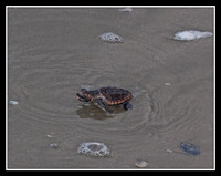 In wet sand