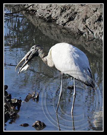 Wood Stork