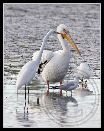 A variety of white birds