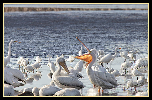 A large pouch is used for scooping up fish.
