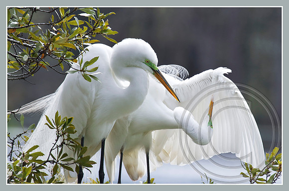 A nesting pair of Great Egrets
