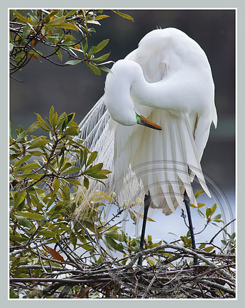 Preening