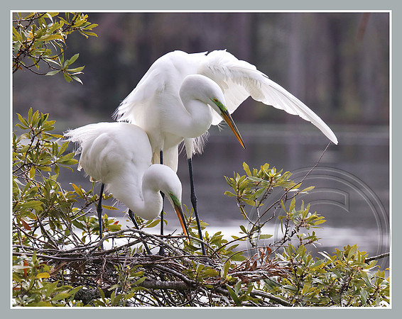 Building the nest