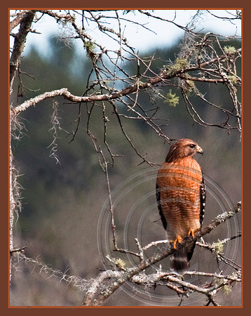 Perched and ready