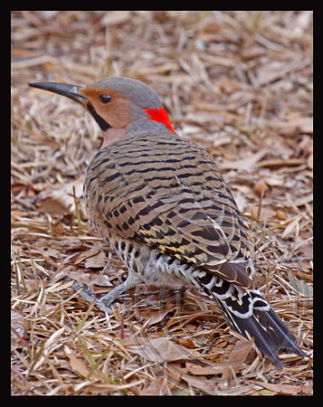 Common Flicker