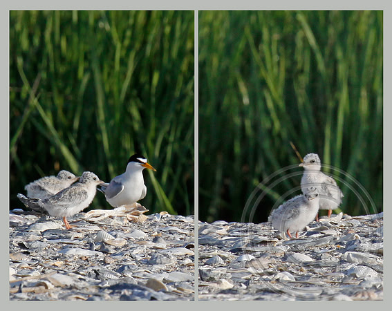 Chicks!