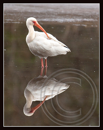 Reflected