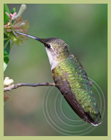 Iridescence!