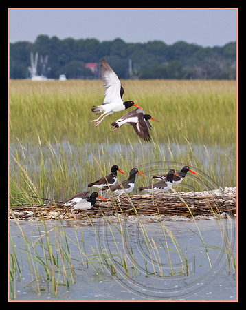 Oystercatchers gather