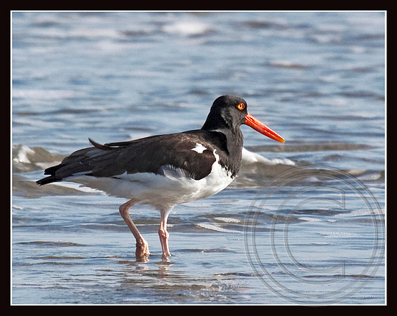 American Oystercatcher