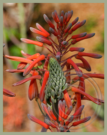 Aloe