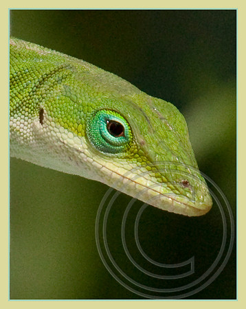 Green Anole - a portrait
