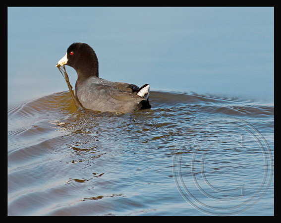 American Coot
