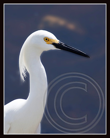 In profile