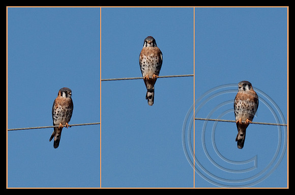 American Kestrel