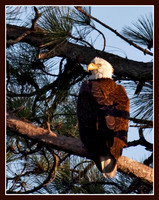 Near the nest