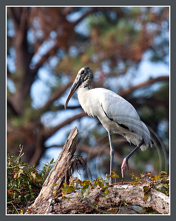 Perched and watching