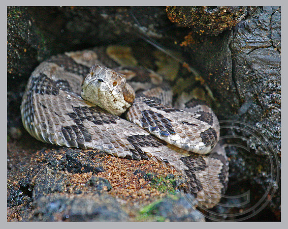 Timber Rattler