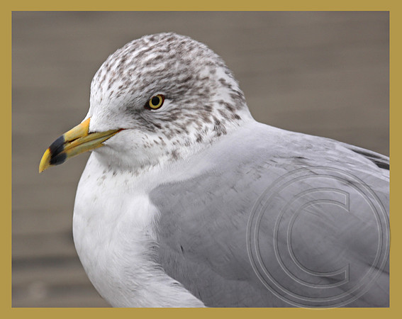 Portrait of a gull