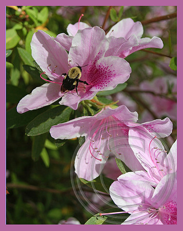 Azalea & visitor