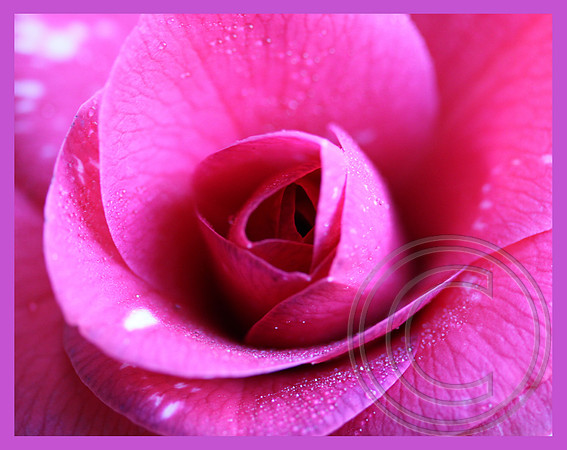Camillia close-up