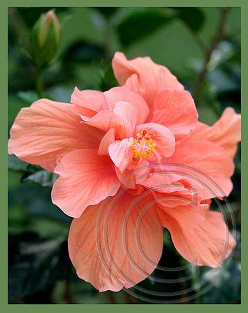 A delicate color