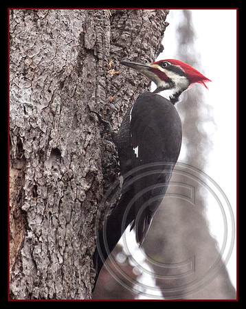 Pileated Woodpecker