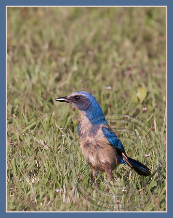 Florida Scrub Jay