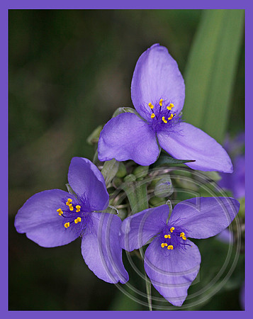 A purple trio