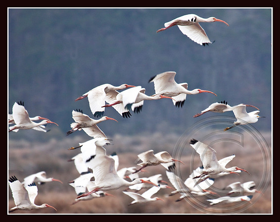 White Ibis fly by