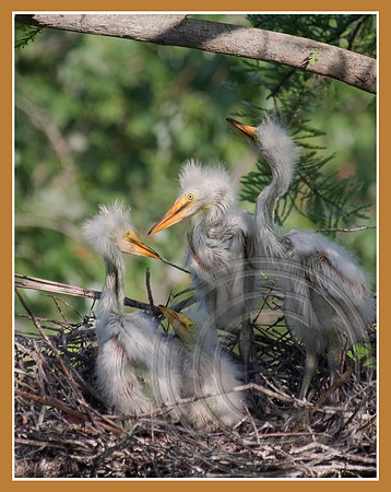 In the nest