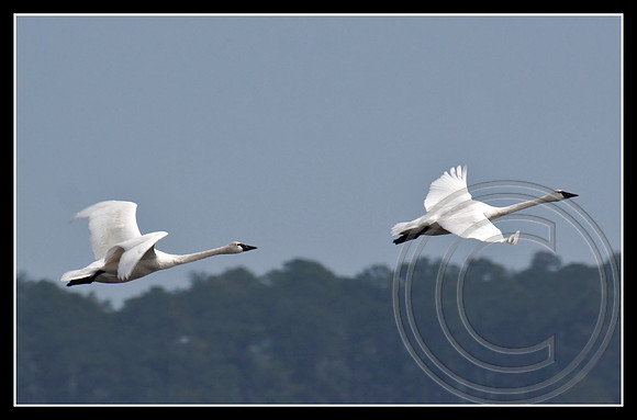 Flying away