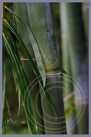 Blue bamboo