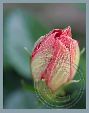 Budding