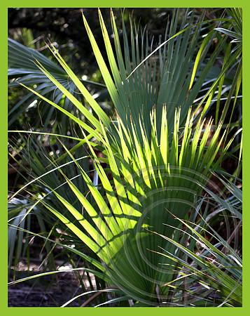 Palm leaves