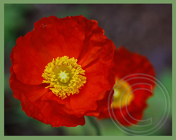 Very red