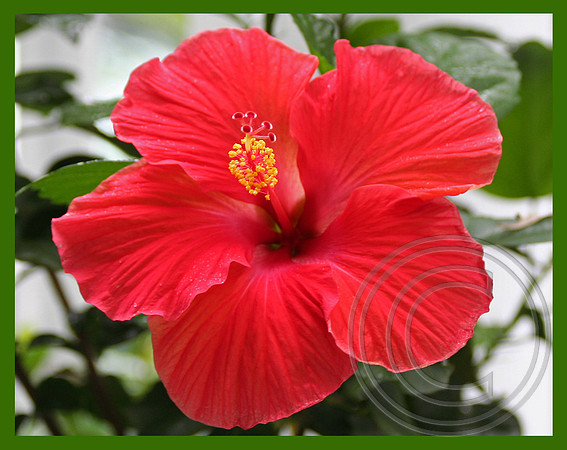 So red