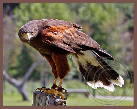 Harris Hawk