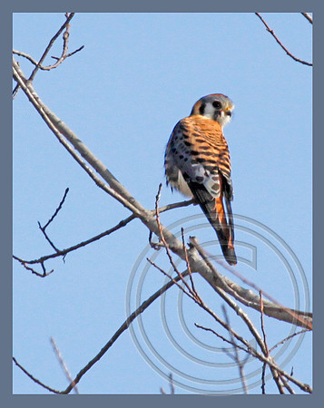 Kestrel