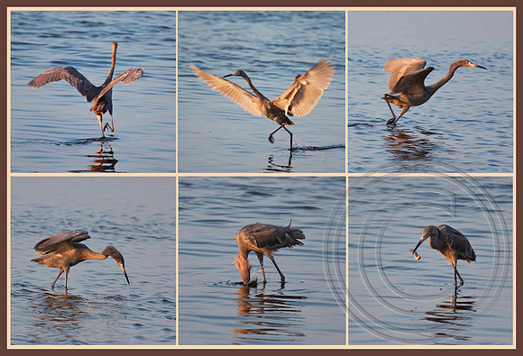 Hop, flap, run, dive!