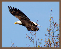 In flight