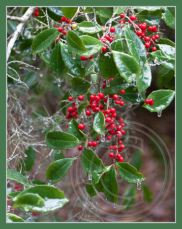 Holly & ice