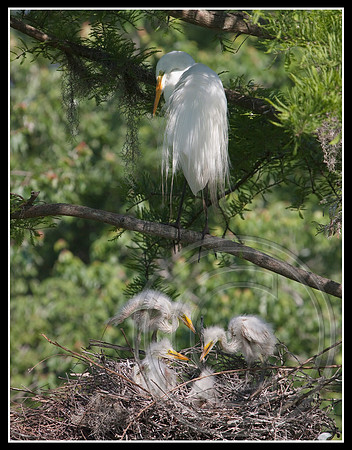 Mother checks on her chicks