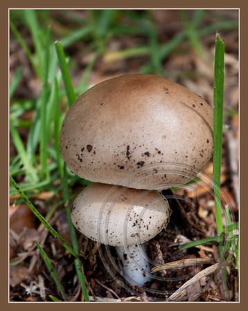 Mushroom duo