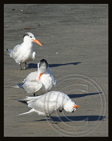 Preening